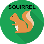 squirrel