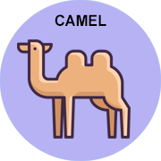 camel