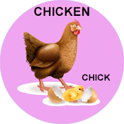 chicken