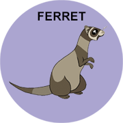 ferret