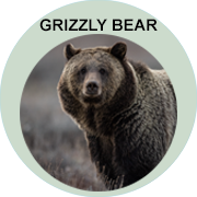 grizzly-bear