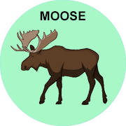 moose