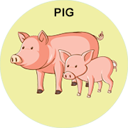 pig